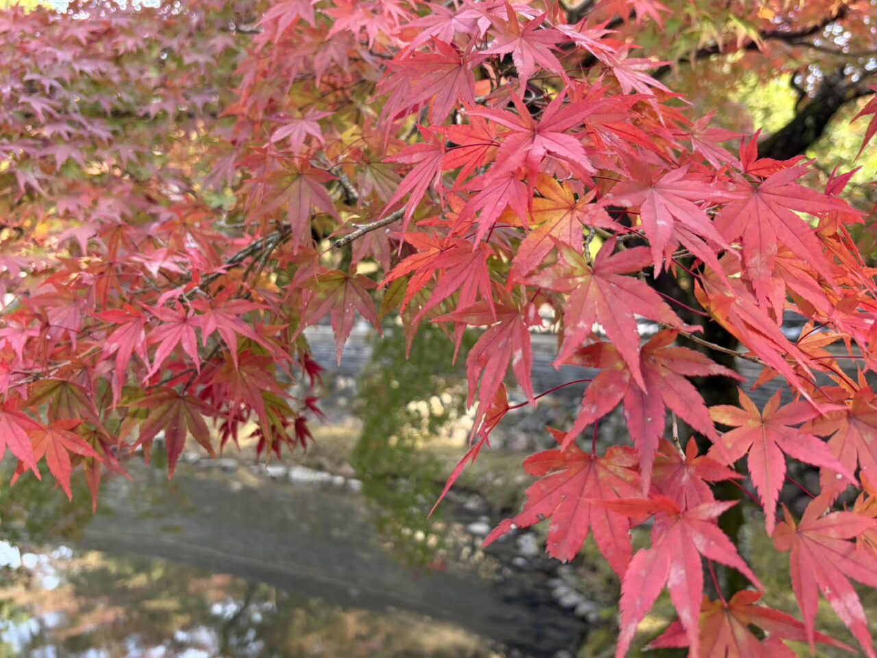 多治見市もみじまつり
