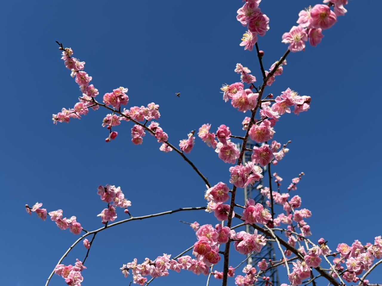 土岐市高山梅園