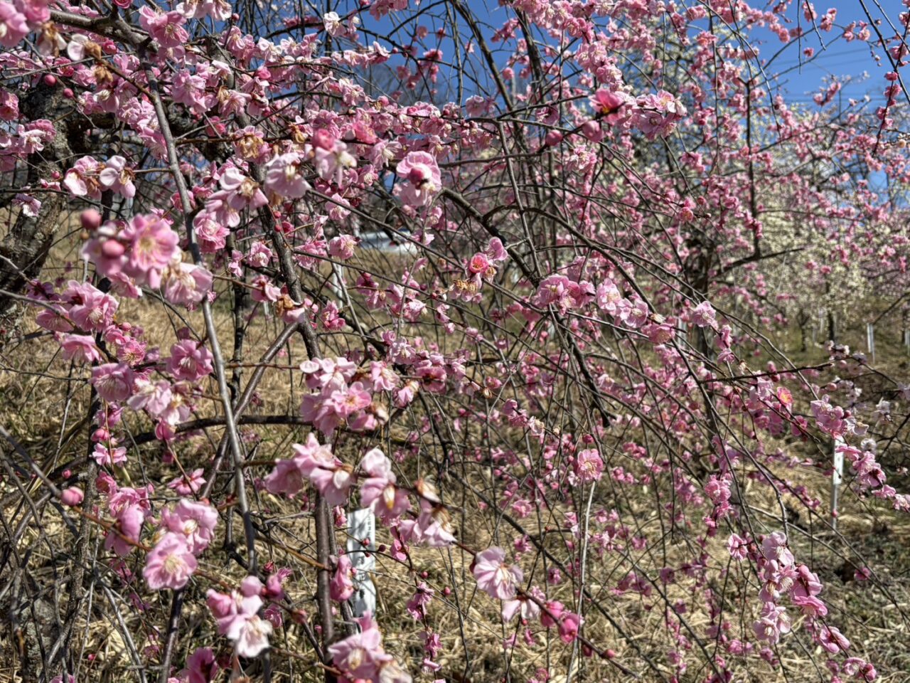 土岐市高山梅園