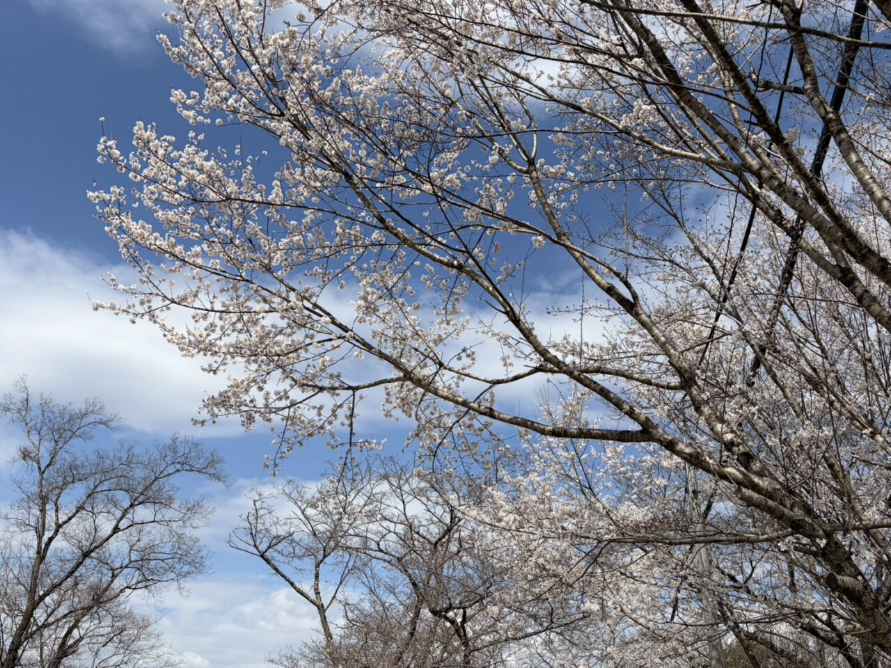土岐市高山城まつり2026