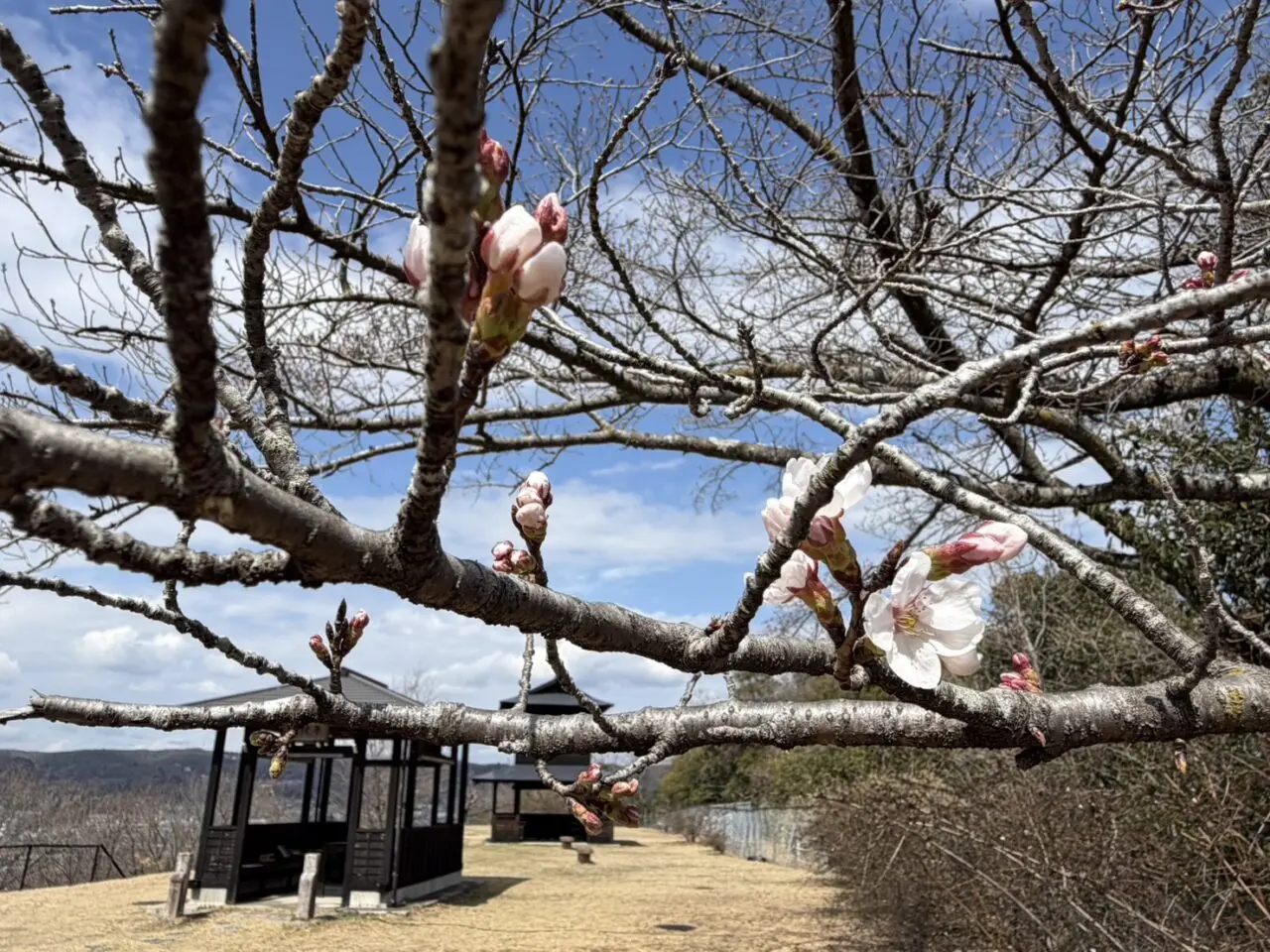 土岐市高山城まつり2026