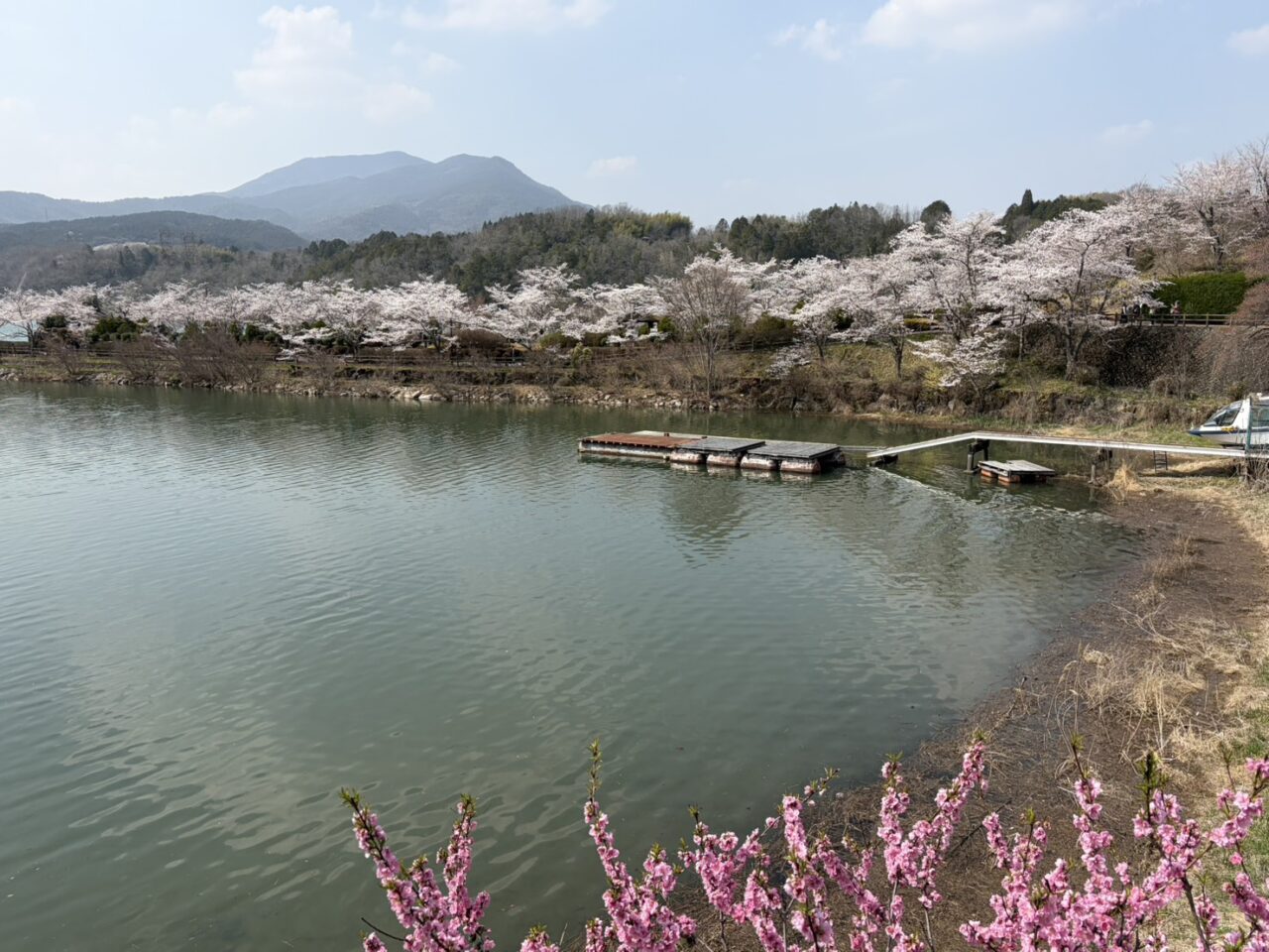 恵那市恵那峡さくら2026