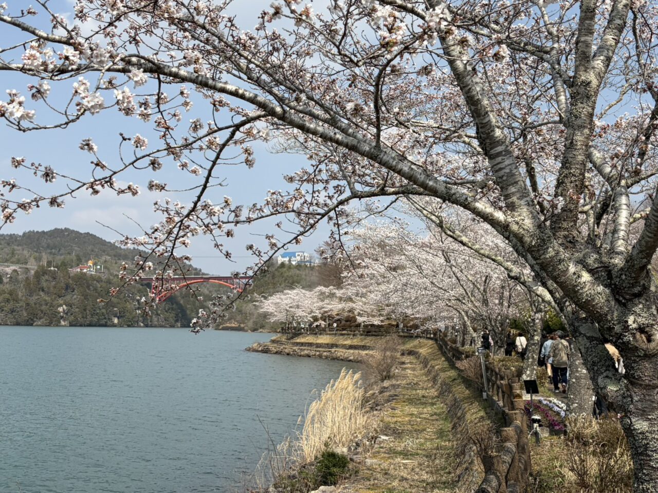 恵那市恵那峡さくら2026