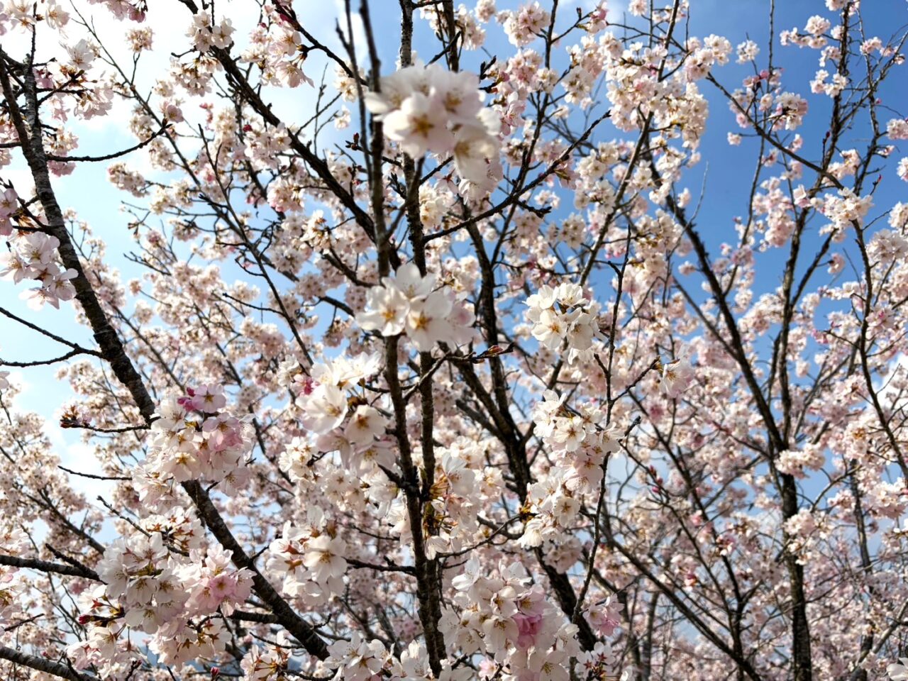 恵那市恵那峡さくら2026