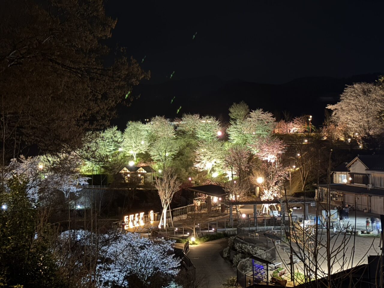 恵那市桜ライトアップ