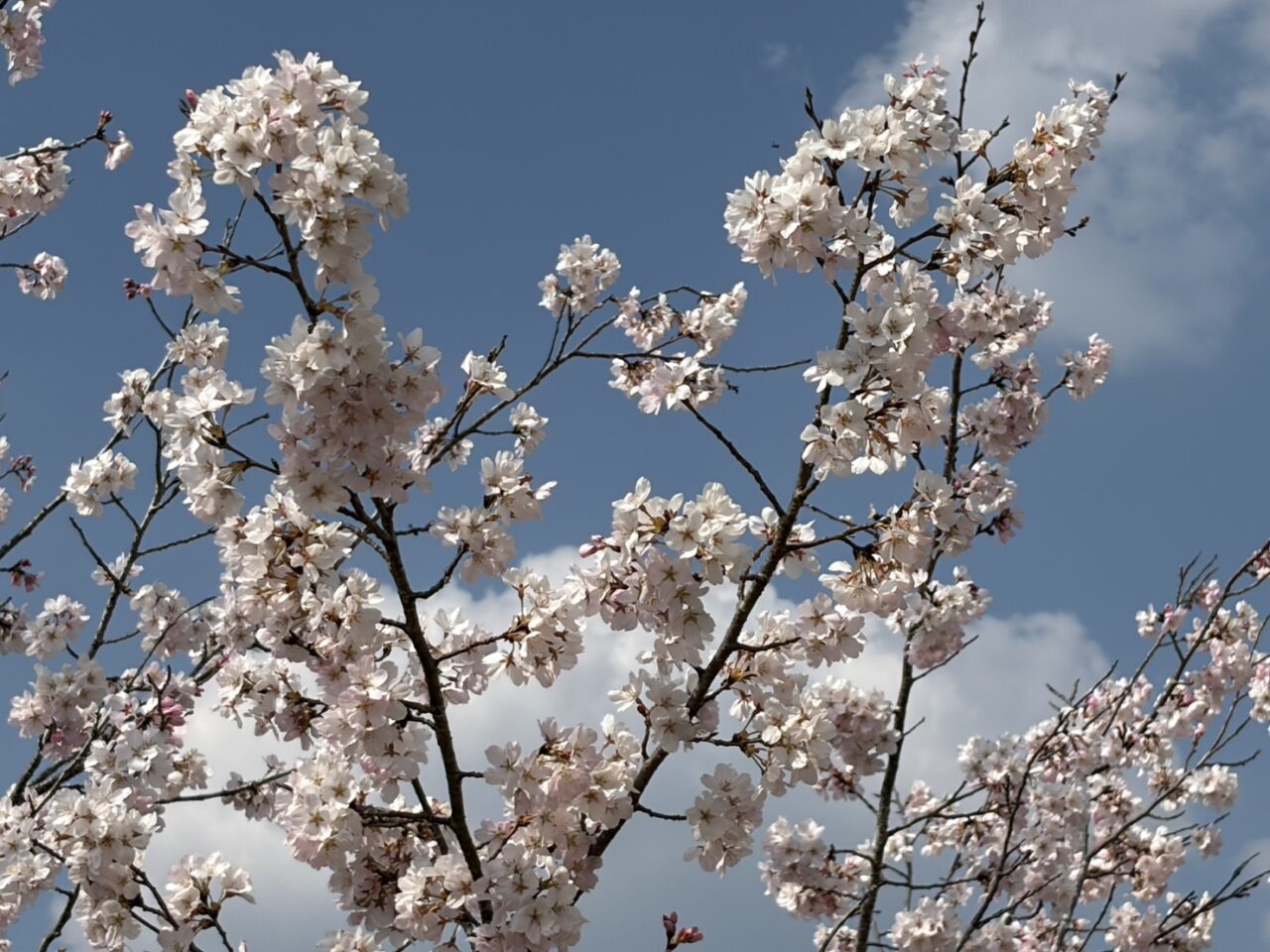 多治見市桜祭り