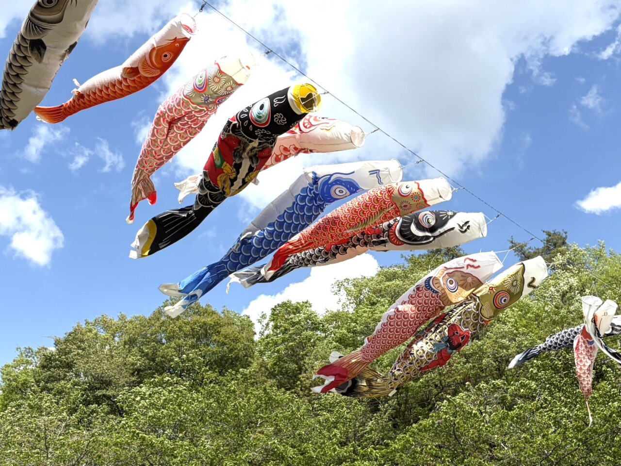 瑞浪市こいのぼり