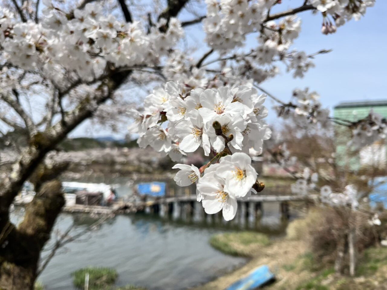 恵那市桜ライトアップ