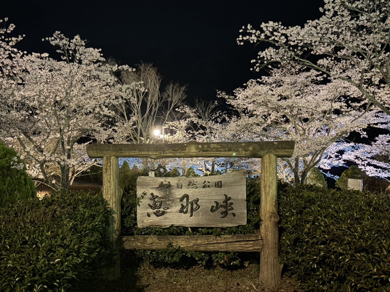 恵那市桜ライトアップ