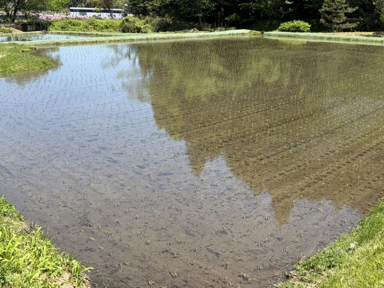 恵那市お田植えまつり