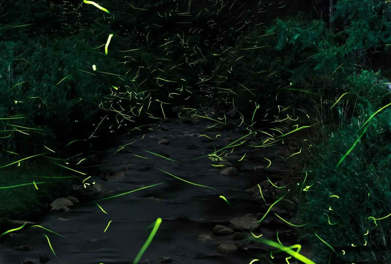 瑞浪市蛍