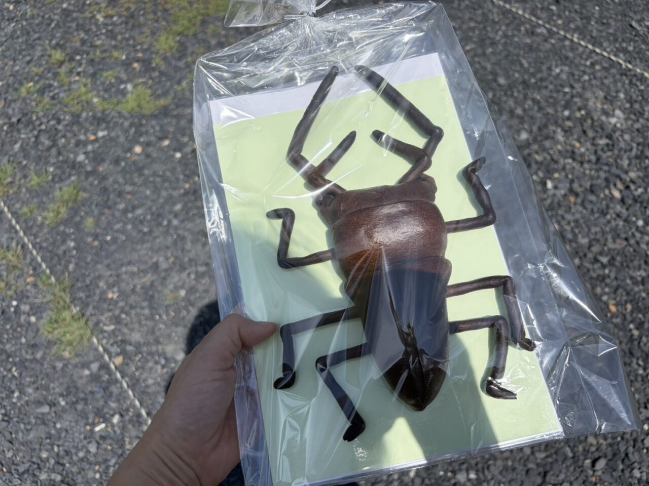 土岐市カッタン