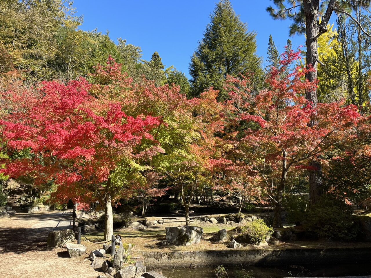 土岐市曾木もみじ復活